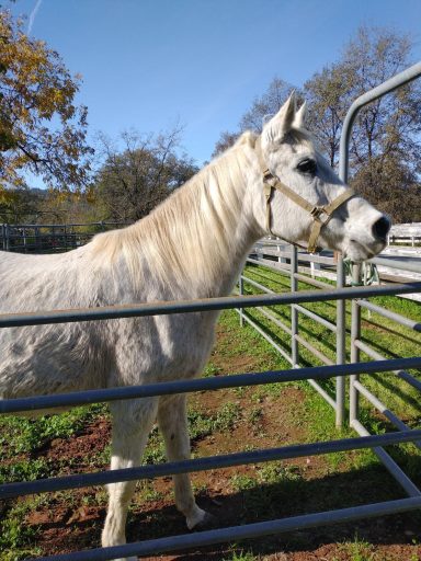Calligraphy (Misty)- Age 27